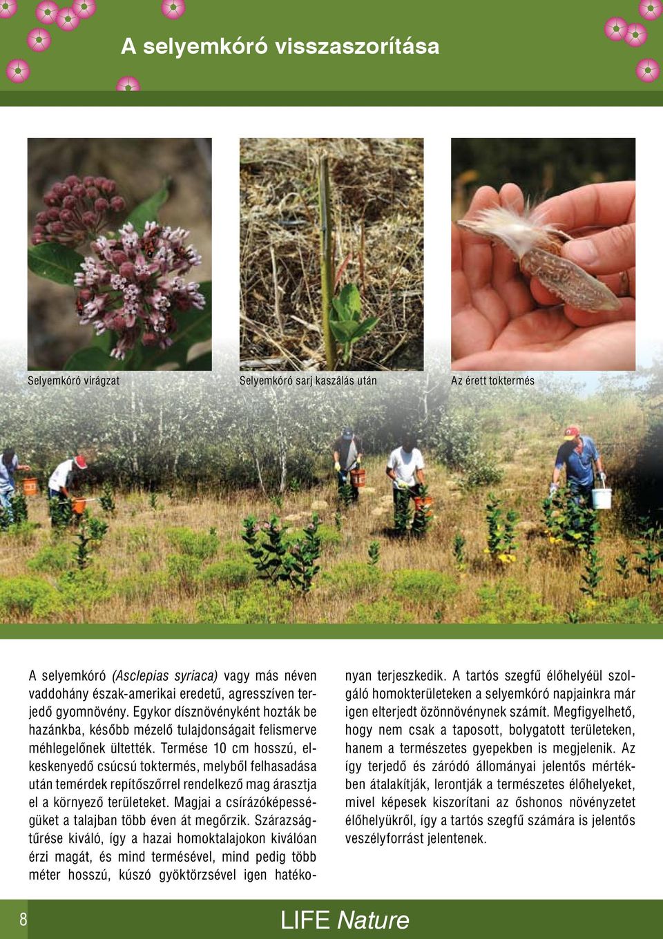 Termése 10 cm hosszú, elkeskenyedő csúcsú toktermés, melyből felhasadása után temérdek repítőszőrrel rendelkező mag árasztja el a környező területeket.