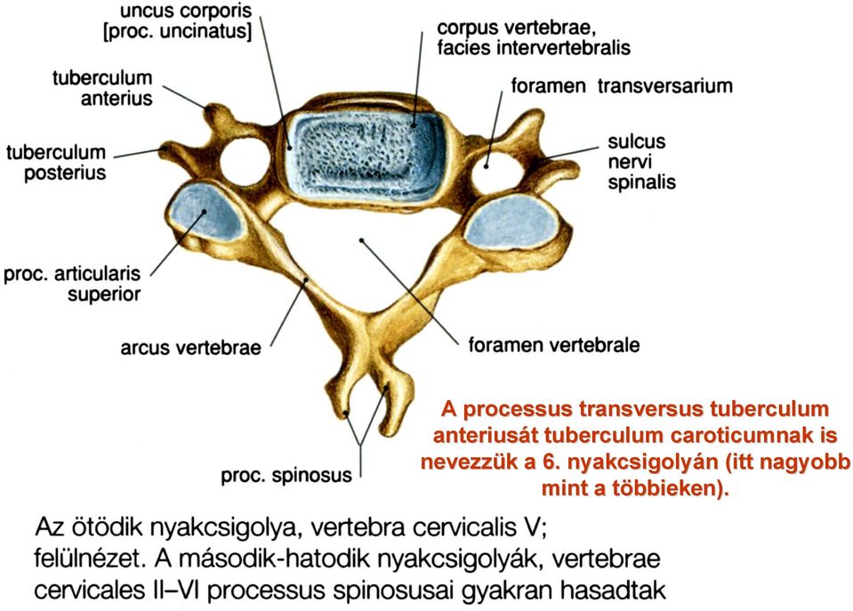 caroticumnak is nevezzük k a 6.