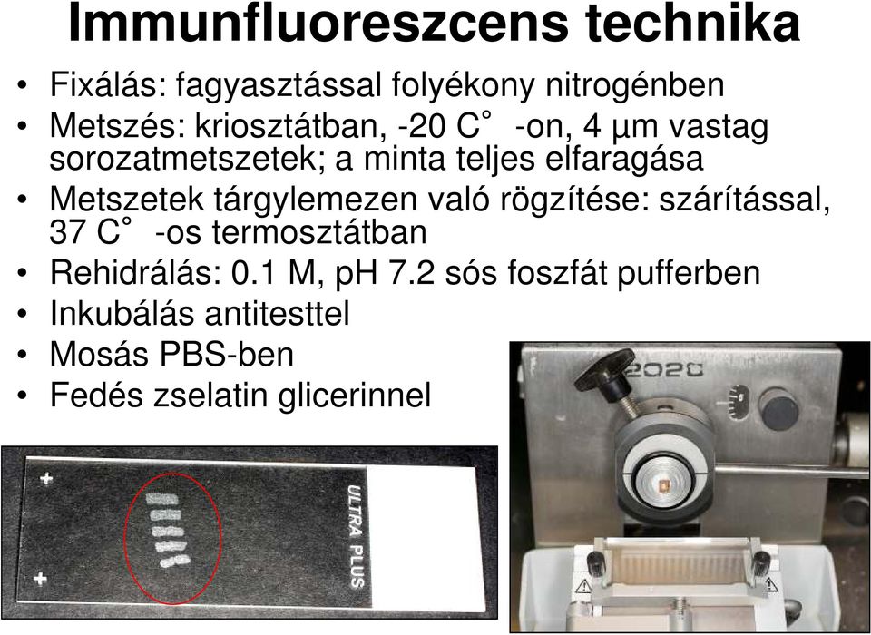 Metszetek tárgylemezen való rögzítése: szárítással, 37 C -os termosztátban Rehidrálás: