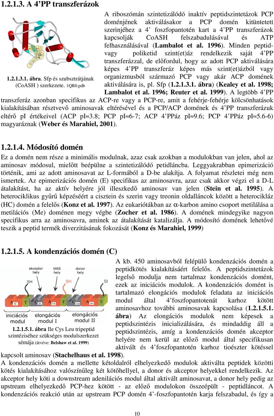 felszabadulásával és ATP felhasználásával (Lambalot et al. 1996).