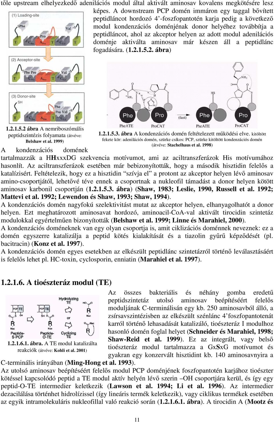 akceptor helyen az adott modul adenilációs doménje aktiválta aminosav már készen áll a peptidlánc fogadására. (1.2.1.5.2. ábra) 1.2.1.5.2 ábra A nemriboszómális peptidszintézis folyamata (átvéve: Belshaw et al.