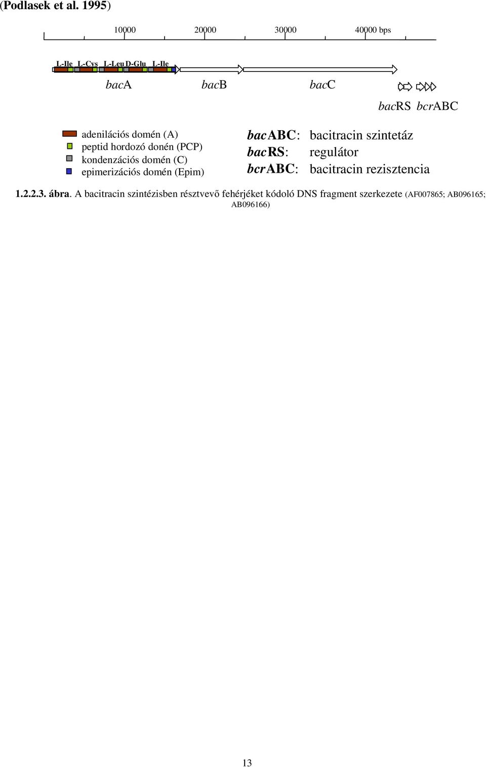 adenilációs domén (A) peptid hordozó donén (PCP) kondenzációs domén (C) epimerizációs domén (Epim)