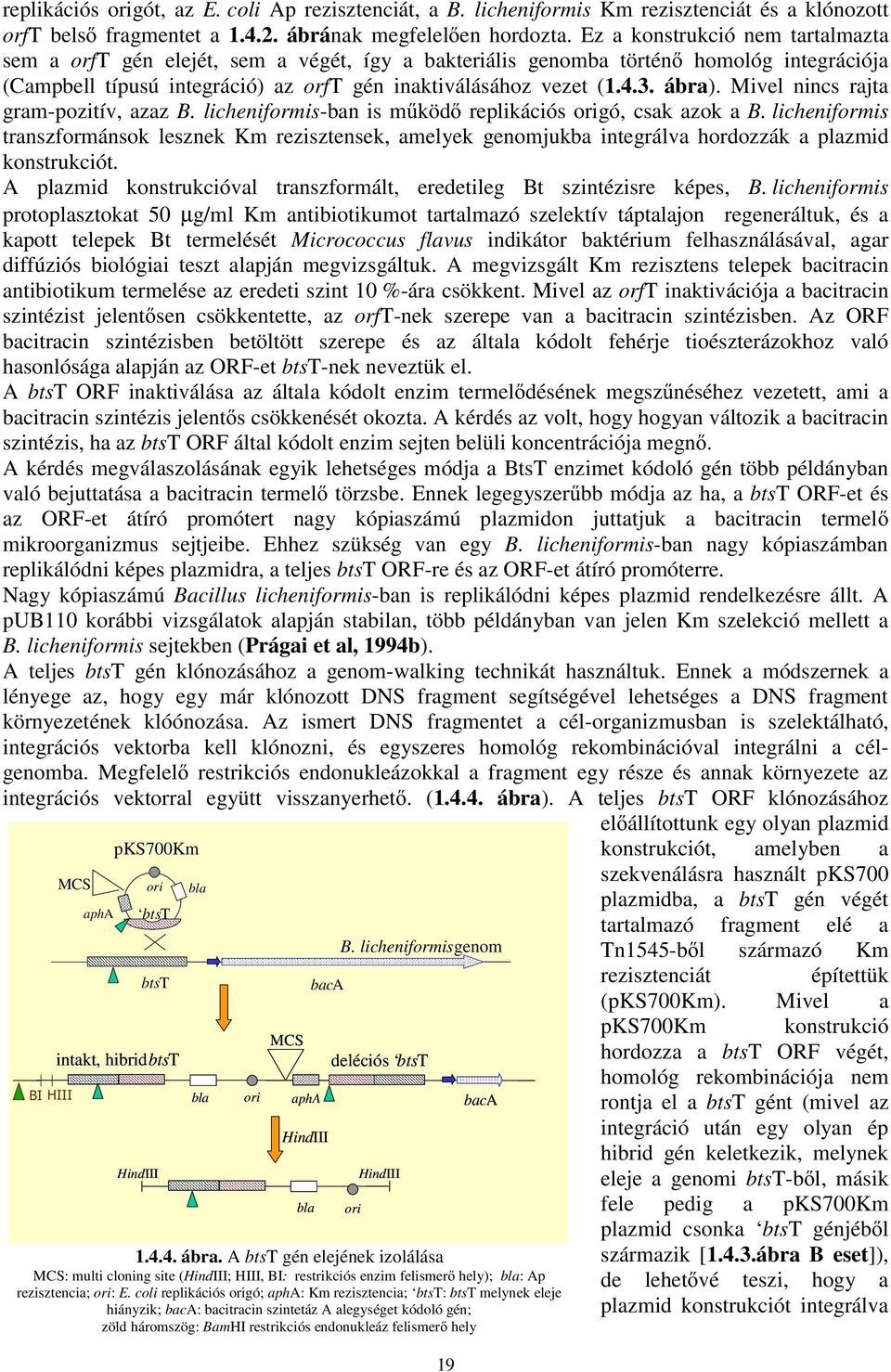 Mivel nincs rajta gram-pozitív, azaz B. licheniformis-ban is m köd replikációs origó, csak azok a B.