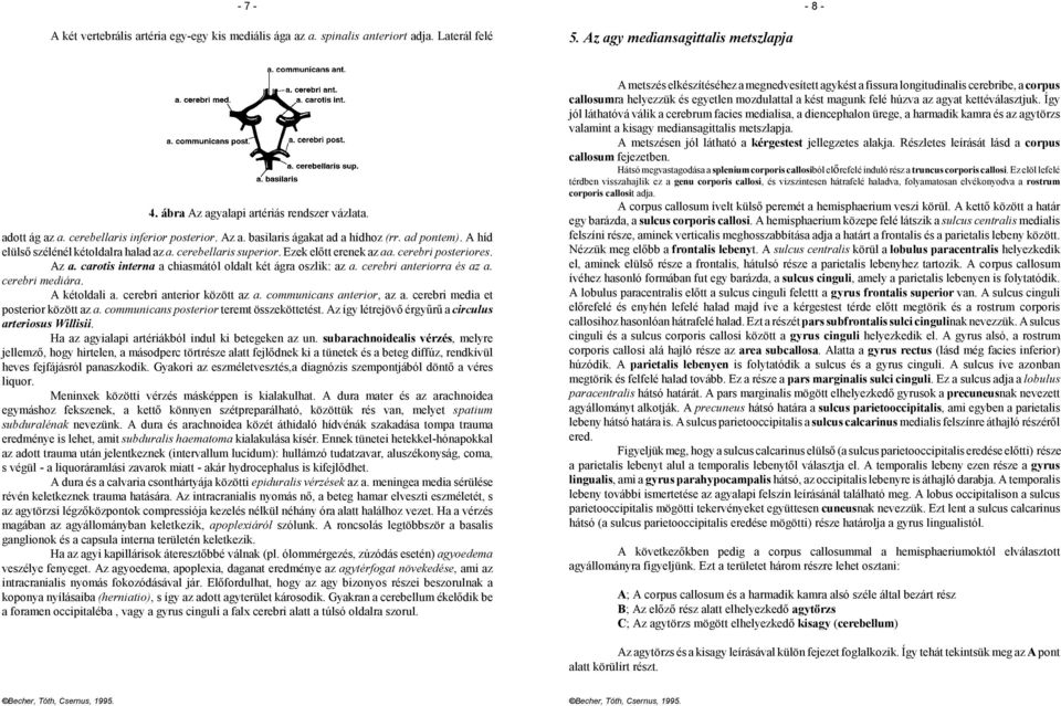 cerebri posteriores. Az a. carotis interna a chiasmától oldalt két ágra oszlik: az a. cerebri anteriorra és az a. cerebri mediára. A kétoldali a. cerebri anterior között az a.