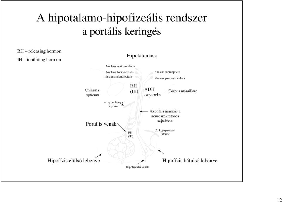 opticum RH (IH) ADH oxytocin Corpus mamillare A.