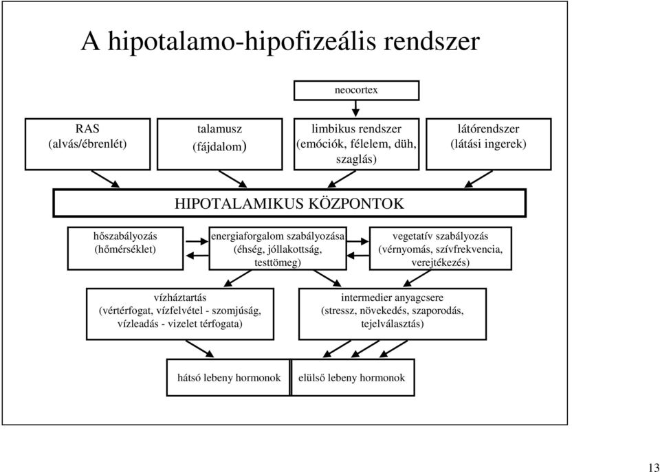 testtömeg) vegetatív szabályozás (vérnyomás, szívfrekvencia, verejtékezés) vízháztartás (vértérfogat, vízfelvétel - szomjúság, vízleadás