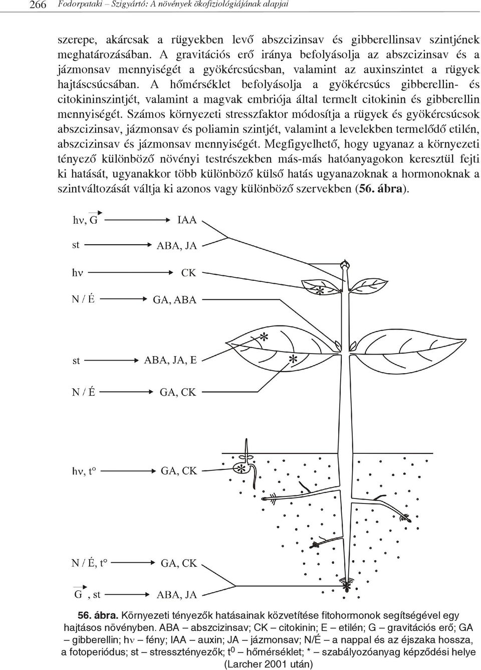 A hőmérséklet befolyásolja a gyökércsúcs gibberellin- és citokininszintjét, valamint a magvak embriója által termelt citokinin és gibberellin mennyiségét.