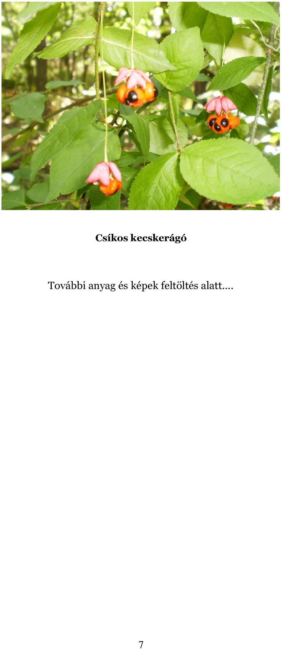 További anyag