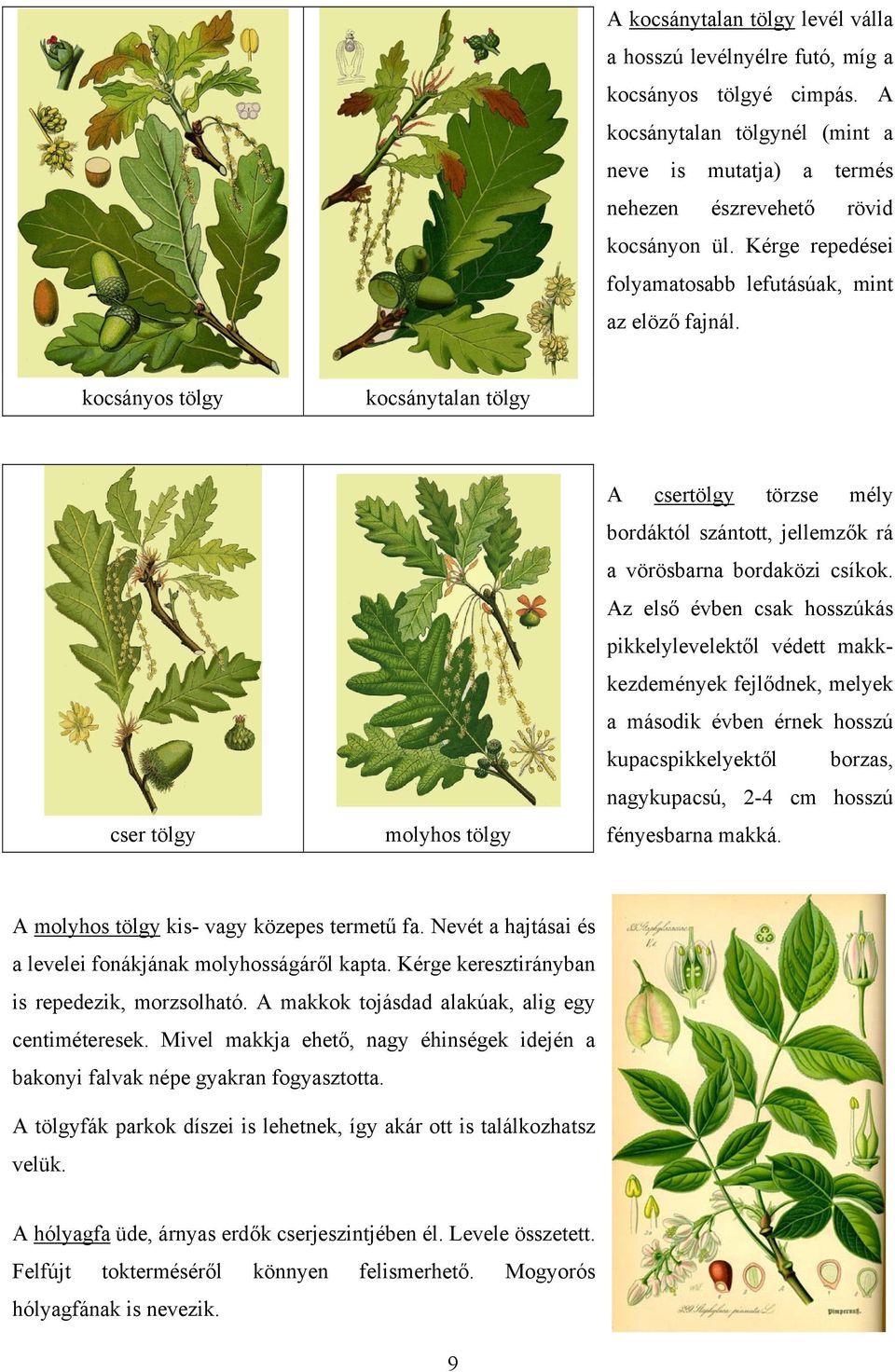kocsányos tölgy kocsánytalan tölgy cser tölgy molyhos tölgy A csertölgy törzse mély bordáktól szántott, jellemzők rá a vörösbarna bordaközi csíkok.