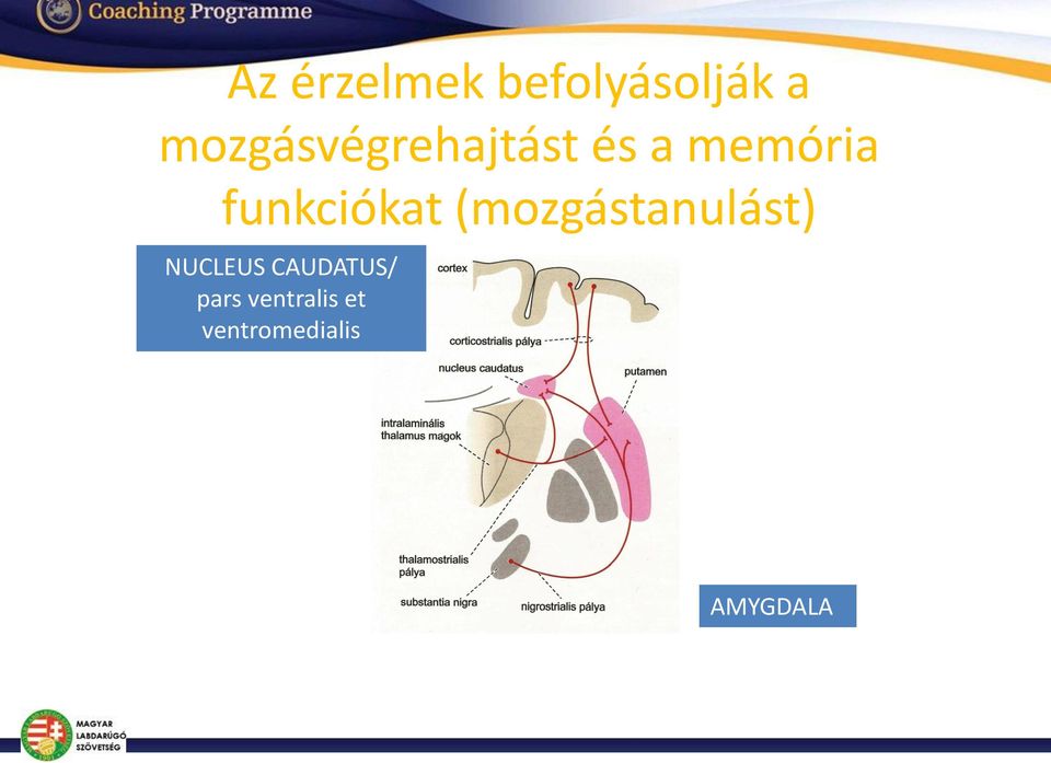 funkciókat (mozgástanulást) NUCLEUS