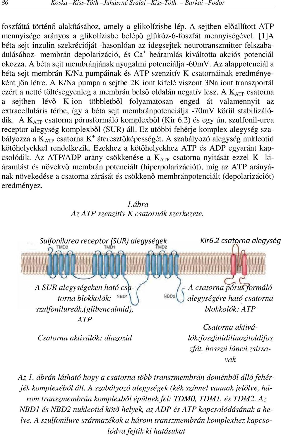 [1]A béta sejt inzulin szekrécióját -hasonlóan az idegsejtek neurotranszmitter felszabadulásához- membrán depolarizáció, és Ca + beáramlás kiváltotta akciós potenciál okozza.
