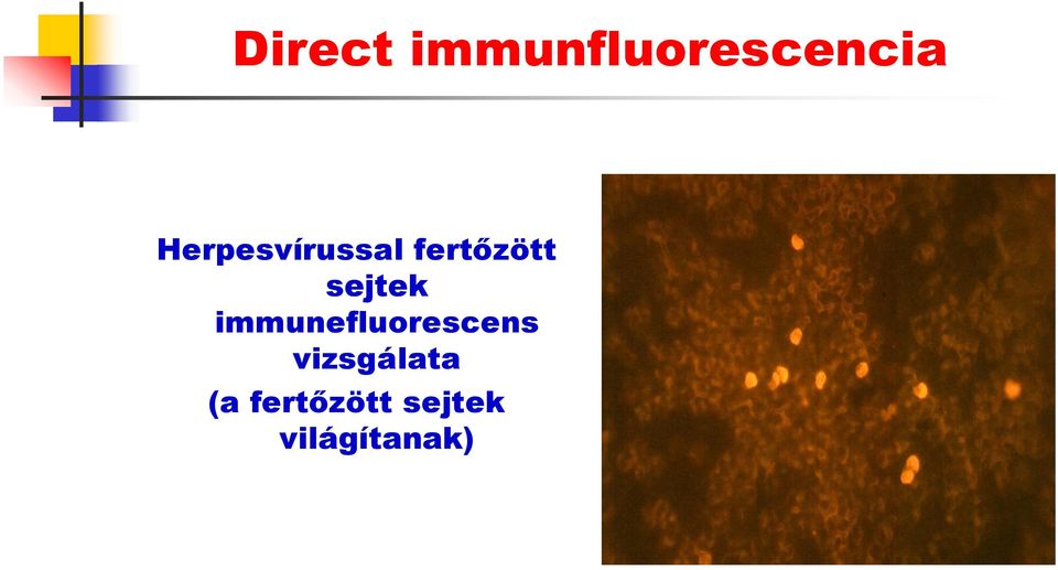sejtek immunefluorescens
