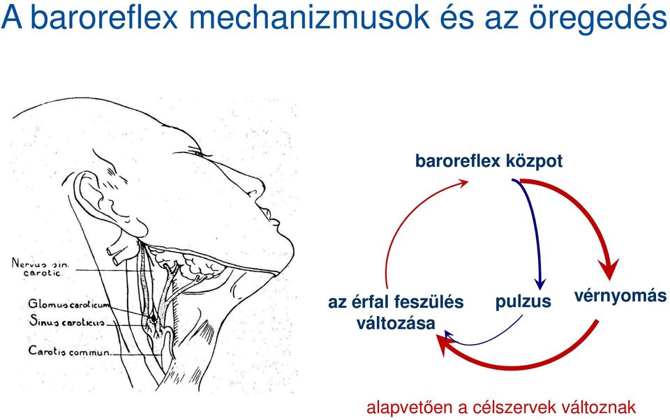 érfal feszülés változása pulzus