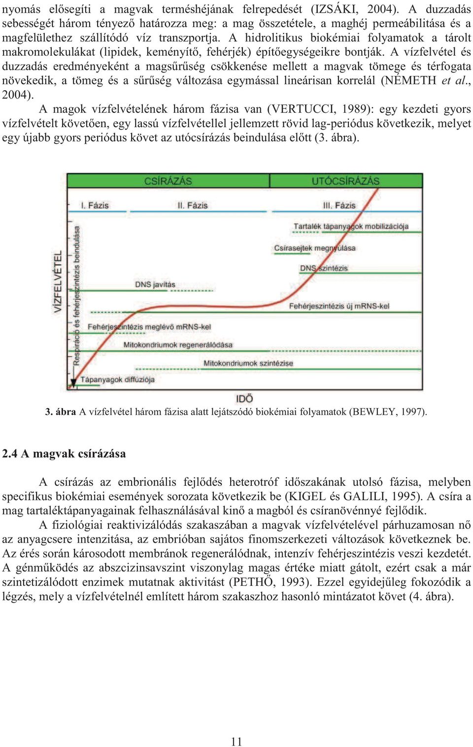 A vízfelvétel és duzzdás eredményeként mgsűrűség csökkenése mellett mgvk tömege és térfogt növekedik, tömeg és sűrűség változás egymássl lineárisn korrelál (NÉMETH et l., 2004).