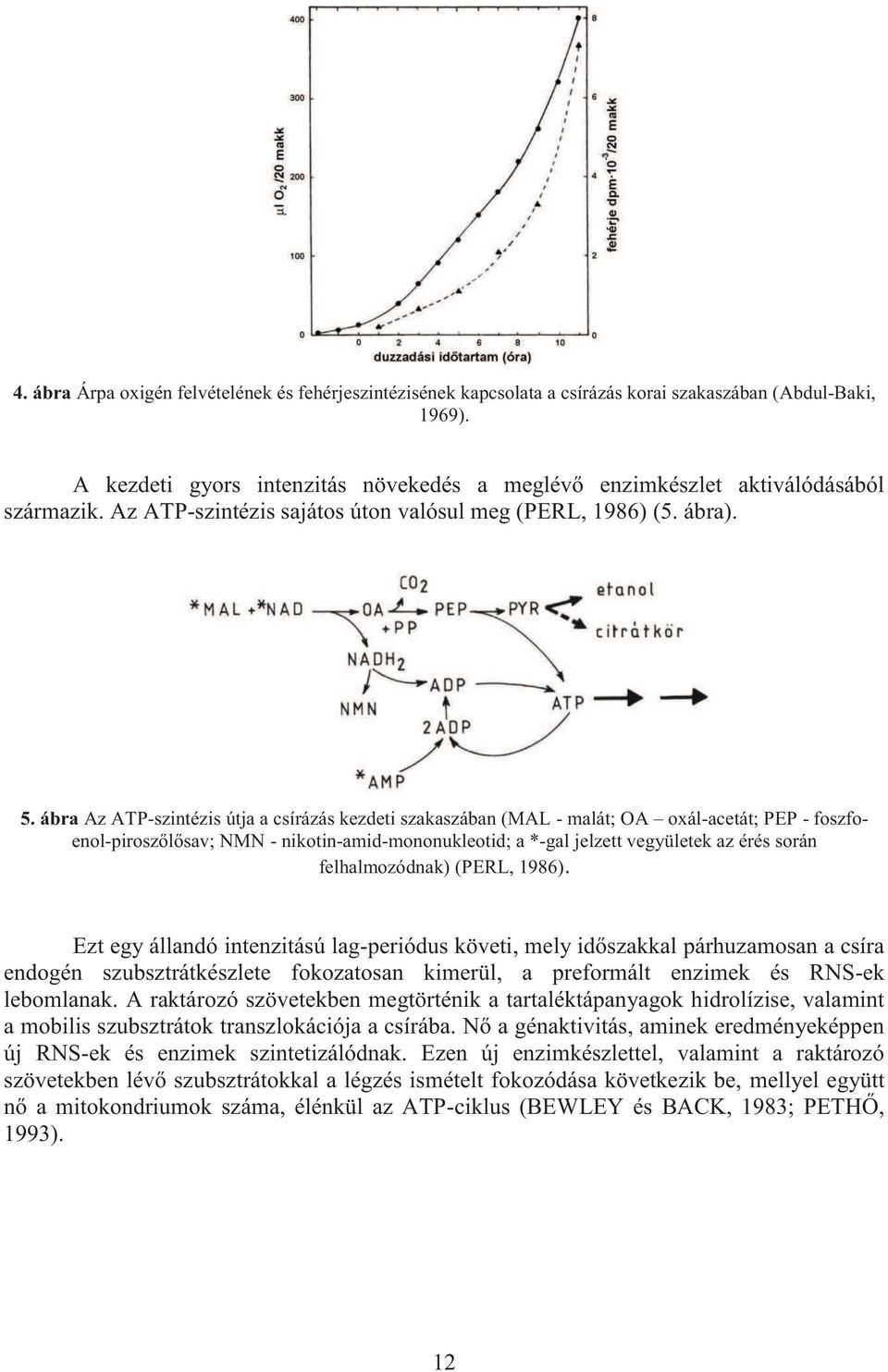 ábr Az ATP-szintézis útj csírázás kezdeti szkszábn (MAL - mlát; OA oxál-cetát; PEP - foszfoenol-piroszőlősv; NMN - nikotin-mid-mononukleotid; *-gl jelzett vegyületek z érés során felhlmozódnk) (PERL,