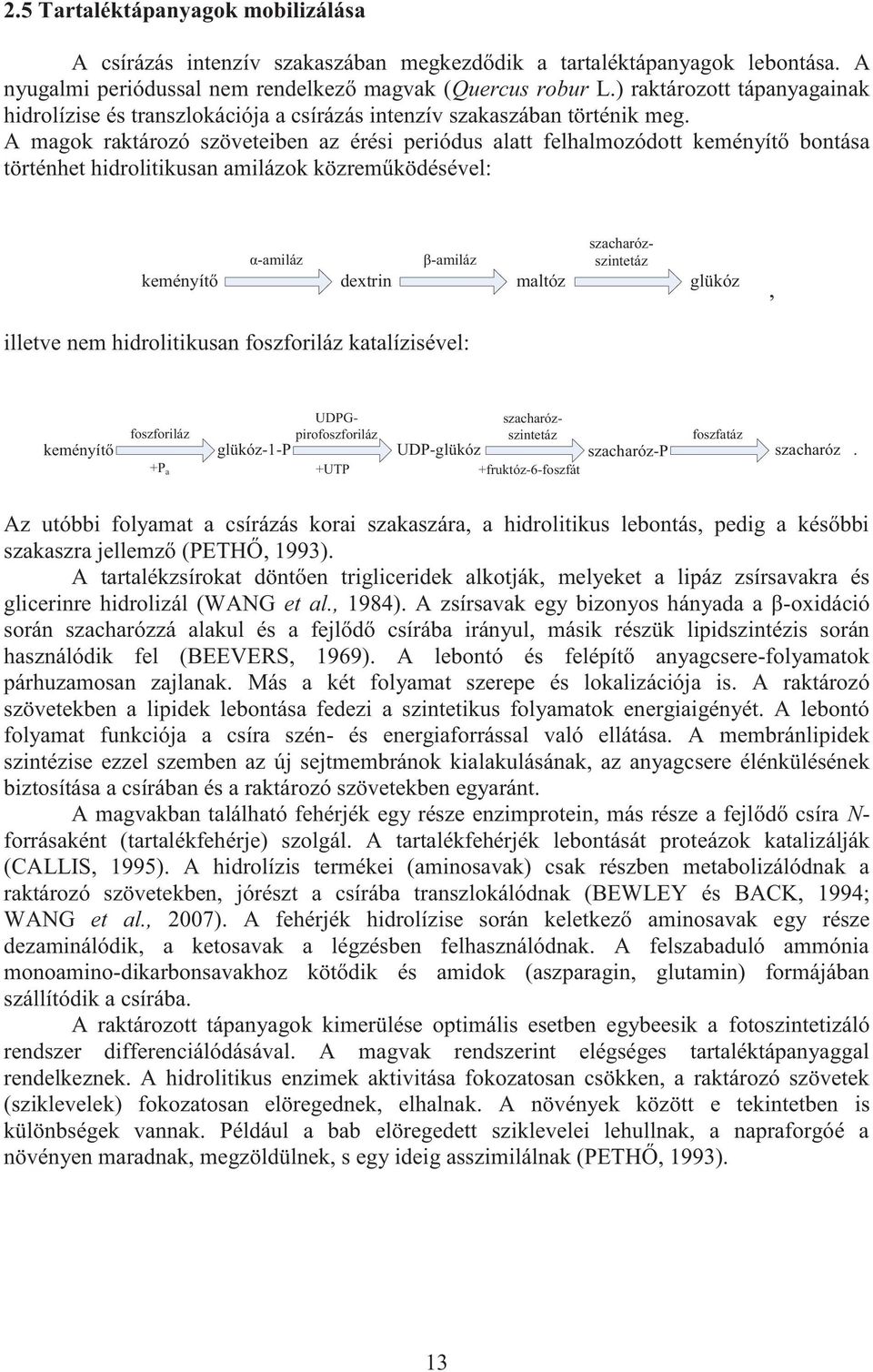 A mgok rktározó szöveteiben z érési periódus ltt felhlmozódott keményítő bontás történhet hidrolitikusn milázok közreműködésével: keményítő α-miláz dextrin β-miláz mltóz szchrózszintetáz glükóz,