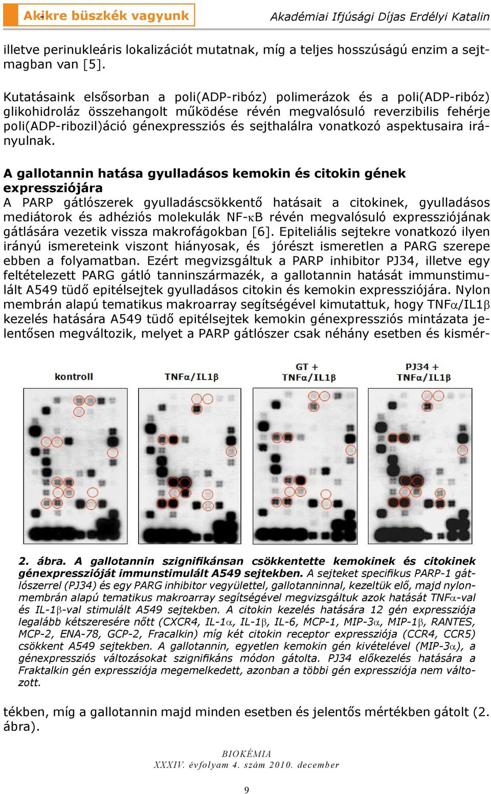 sejthalálra vonatkozó aspektusaira irányulnak. 2. ábra. A gallotannin szignifikánsan csökkentette kemokinek és citokinek génexpresszióját immunstimulált A549 sejtekben.