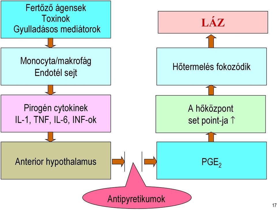 Pirogén cytokinek IL-1, TNF, IL-6, INF-ok A hőközpont