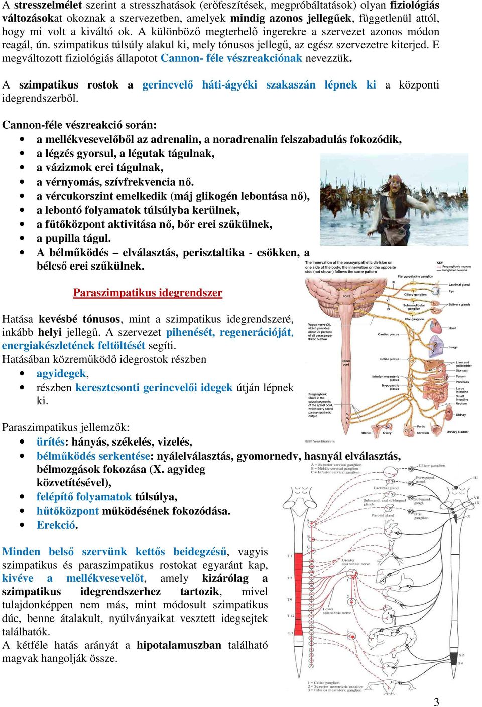 E megváltozott fiziológiás állapotot Cannon- féle vészreakciónak nevezzük. A szimpatikus rostok a gerincvelő háti-ágyéki szakaszán lépnek ki a központi idegrendszerből.