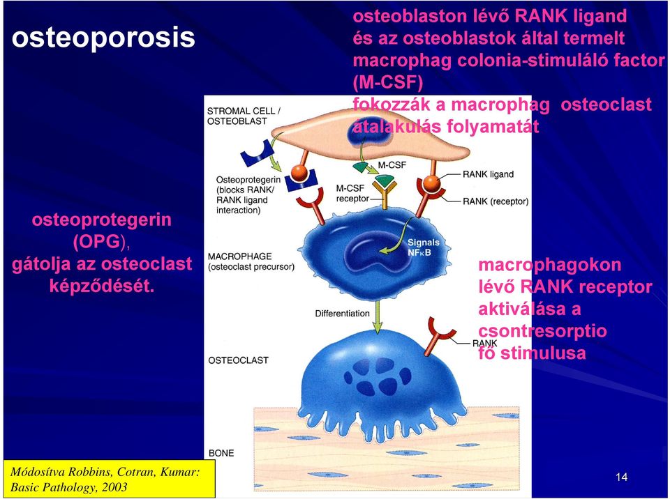 osteoprotegerin (OPG), gátolja az osteoclast képződését.