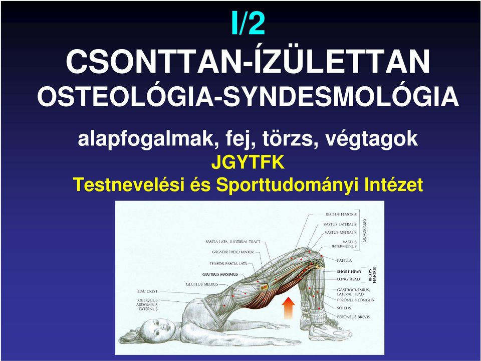 alapfogalmak, fej, törzs,