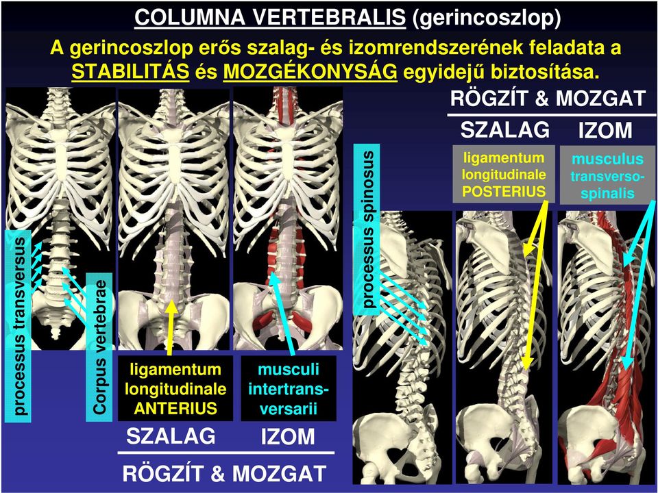 RÖGZÍT & MOZGAT Corpus vertebrae ligamentum longitudinale ANTERIUS SZALAG musculi