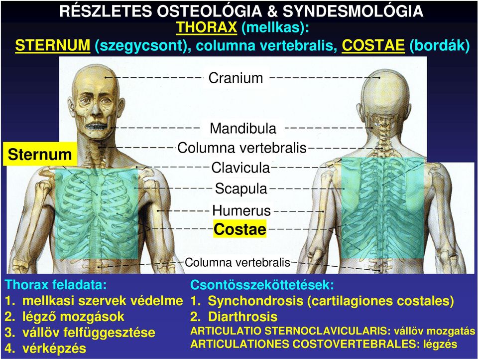 mellkasi szervek védelme 2. légzı mozgások 3. vállöv felfüggesztése 4. vérképzés Csontösszeköttetések: 1.