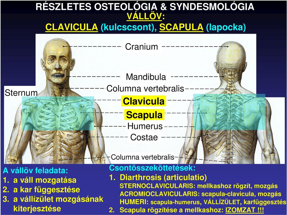 a vállízület mozgásának kiterjesztése Mandibula Clavicula Scapula Humerus Costae Csontösszeköttetések: 1.