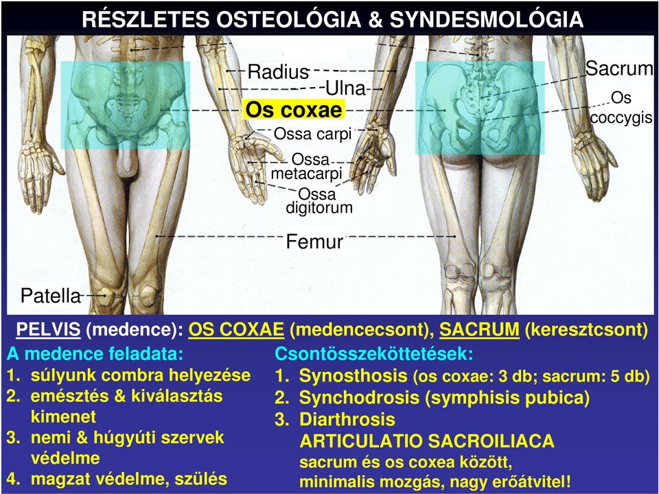 súlyunk combra helyezése 1. Synosthosis (os coxae: 3 db; sacrum: 5 db) 2. emésztés & kiválasztás 2.