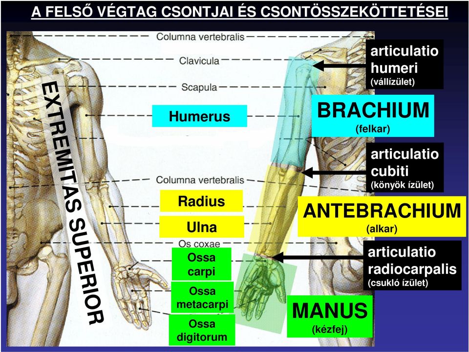 metacarpi Ossa digitorum BRACHIUM (felkar) ANTEBRACHIUM (alkar) MANUS