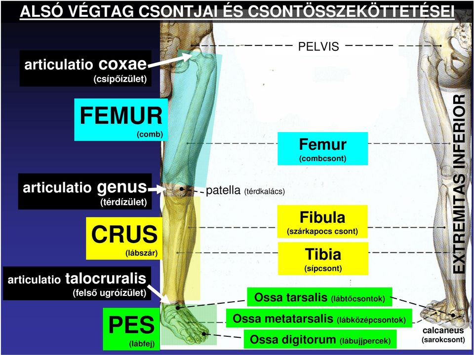 patella (térdkalács) Femur (combcsont) Fibula (szárkapocs csont) Tibia (sípcsont) Ossa tarsalis