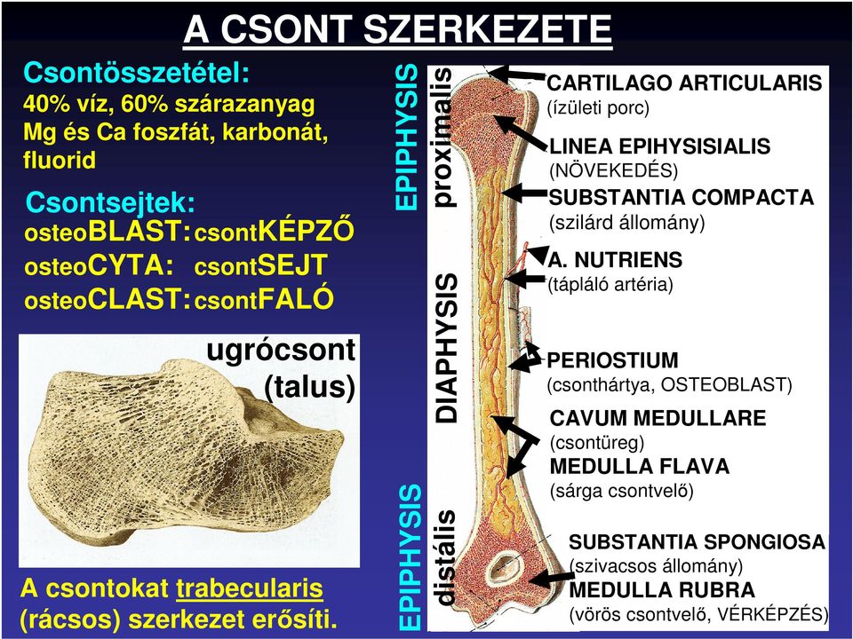 NUTRIENS DIAPHYSIS Csontösszetétel: EPIPHYSIS proximalis A CSONT SZERKEZETE (tápláló artéria) PERIOSTIUM (csonthártya, OSTEOBLAST) CAVUM MEDULLARE