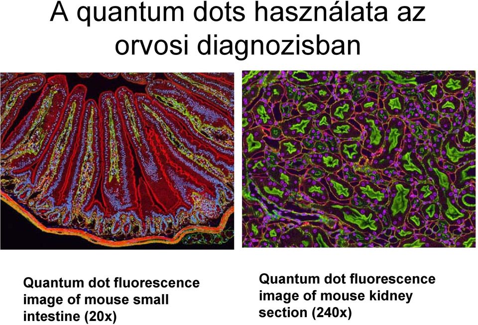 image of mouse small intestine (20x)