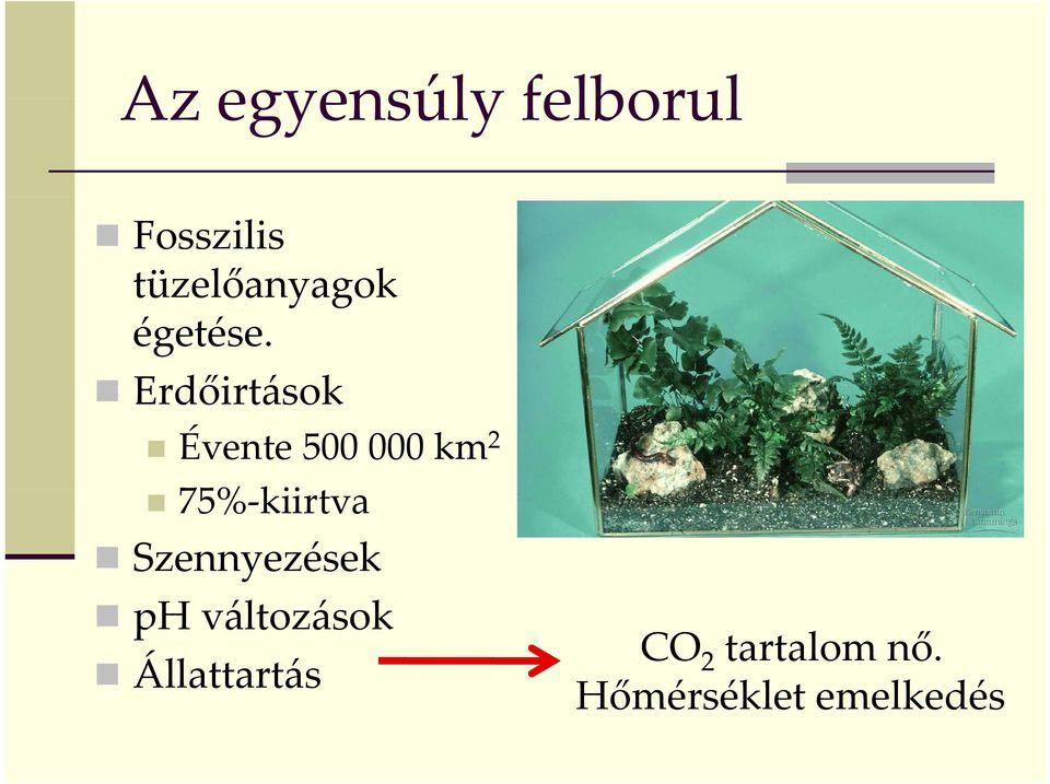 Erdőirtások Évente 500 000 km 2 75% kiirtva