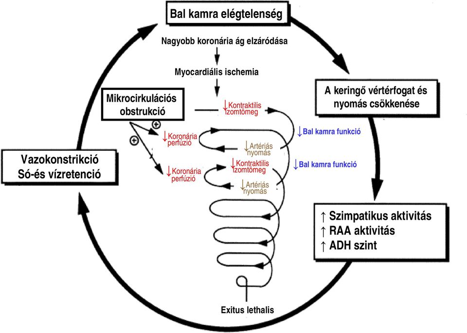vízretenció Koronária perfúzió Koronária perfúzió Artériás nyomás Kontraktilis izomtömeg Artériás