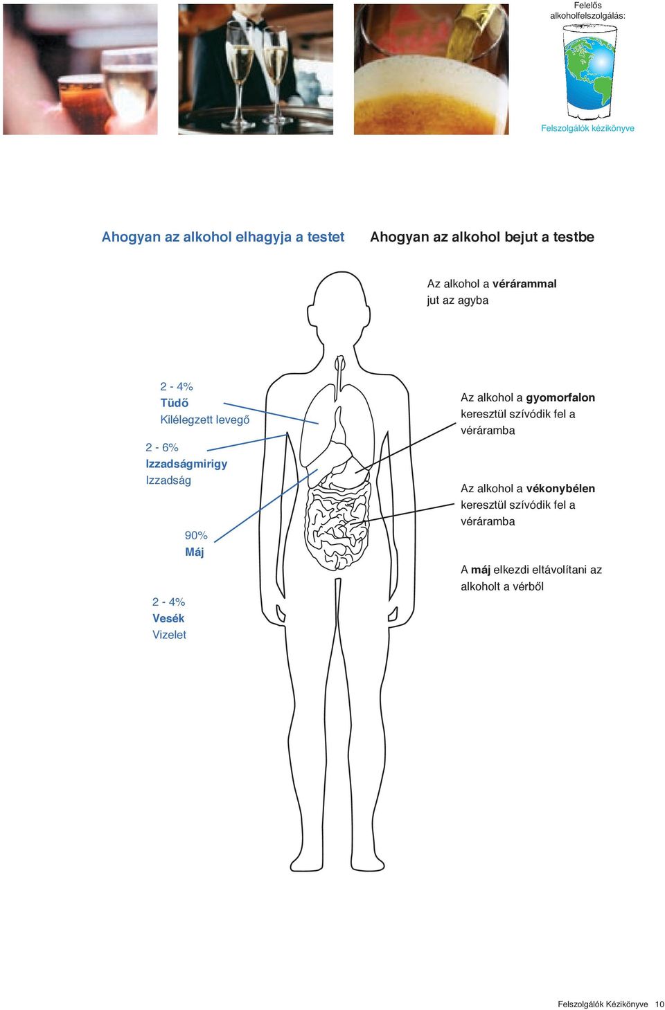 Vizelet 90% Máj Az alkohol a gyomorfalon keresztül szívódik fel a véráramba Az alkohol a vékonybélen