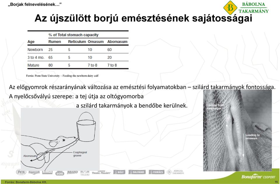 folyamatokban szilárd takarmányok fontossága.