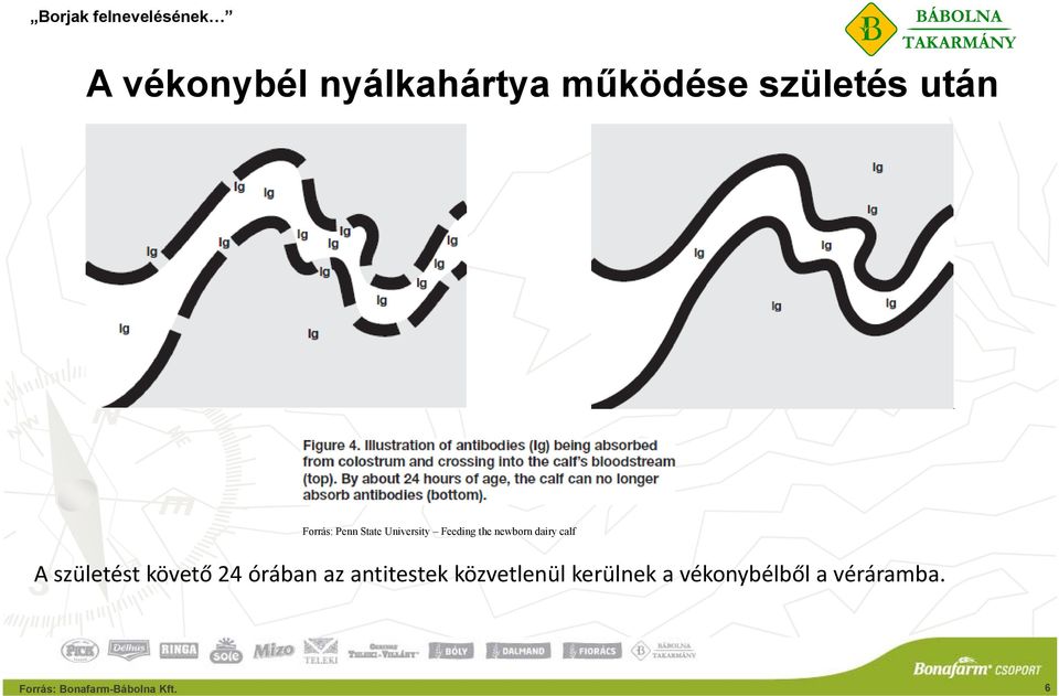 születést követő 24 órában az antitestek közvetlenül