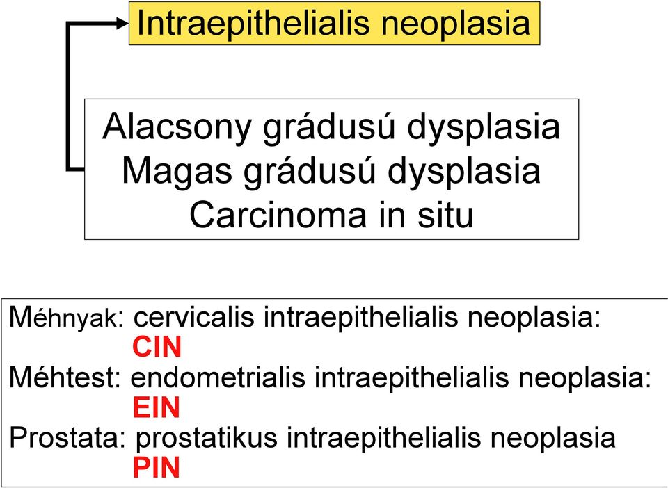 intraepithelialis neoplasia: CIN Méhtest: endometrialis