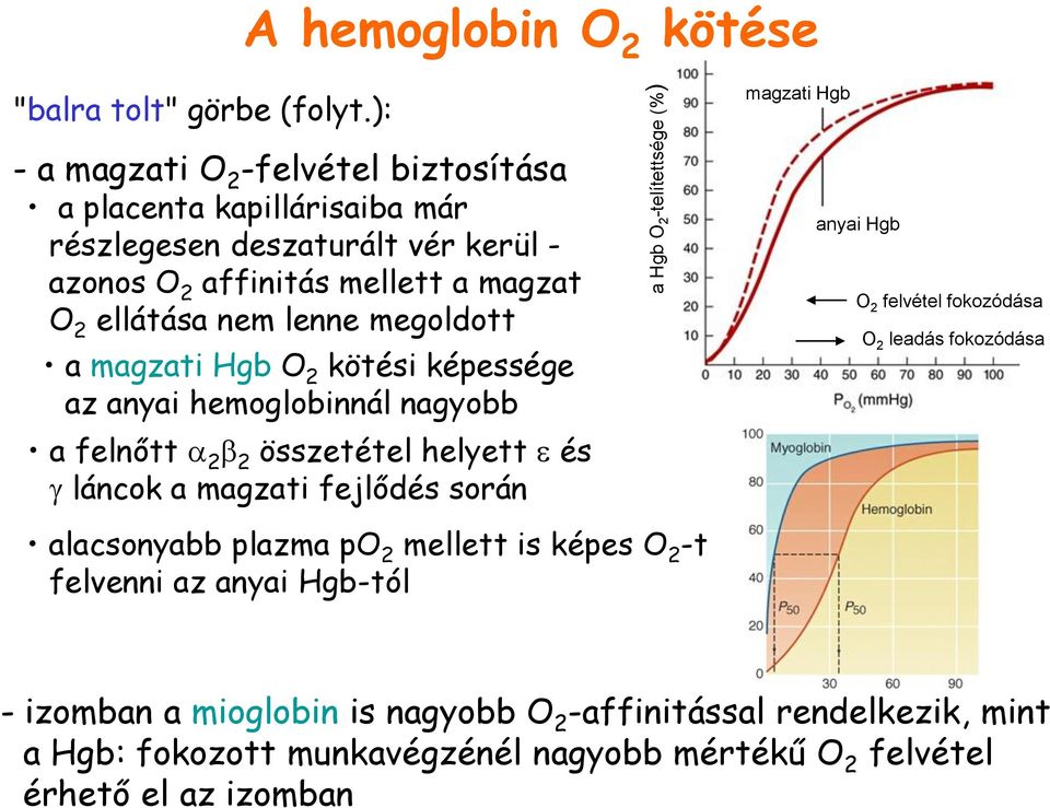 nem lenne megoldott a magzati Hgb O 2 kötési képessége az anyai hemoglobinnál nagyobb a felnőtt a 2 b 2 összetétel helyett e és g láncok a magzati fejlődés során