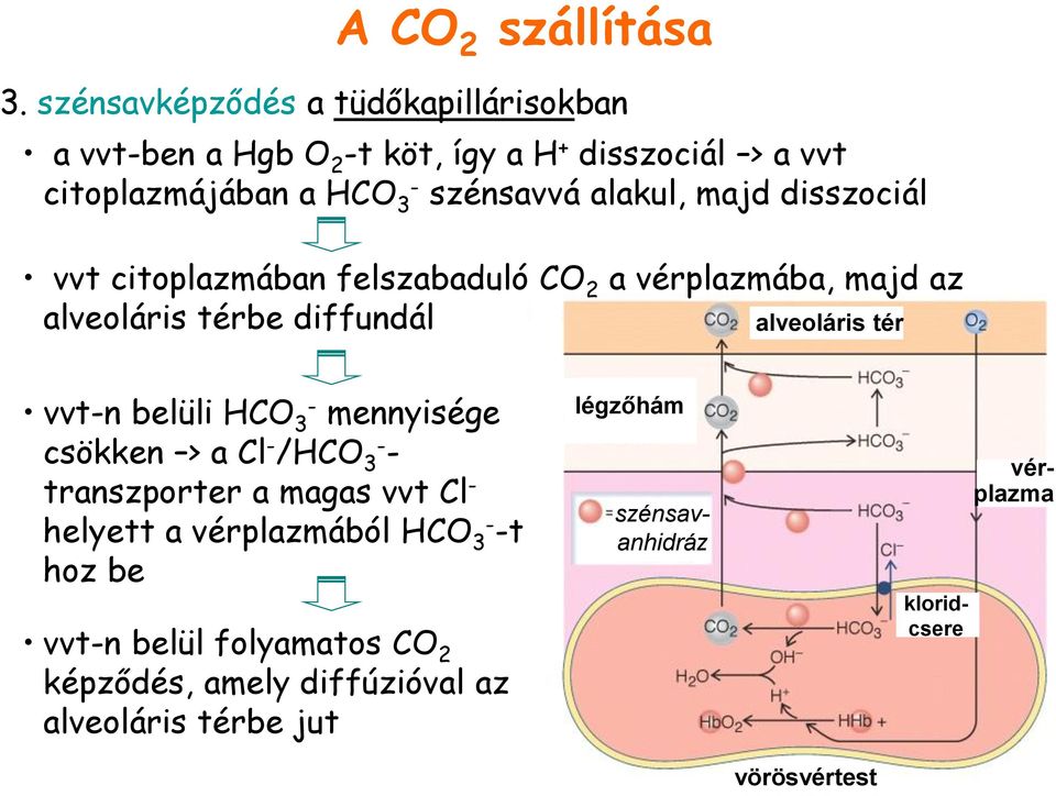 alakul, majd disszociál vvt citoplazmában felszabaduló CO 2 a vérplazmába, majd az alveoláris térbe diffundál alveoláris tér vvt-n