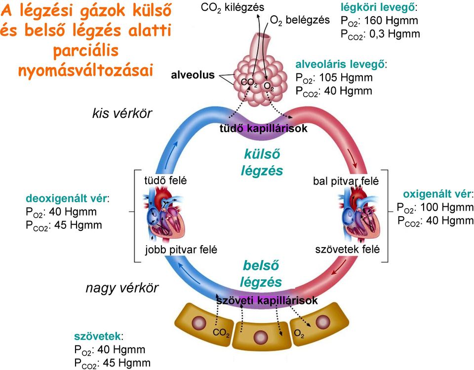 deoxigenált vér: P O2 : 40 Hgmm P CO2 : 45 Hgmm tüdő felé külső légzés bal pitvar felé oxigenált vér: P O2 : 100 Hgmm P