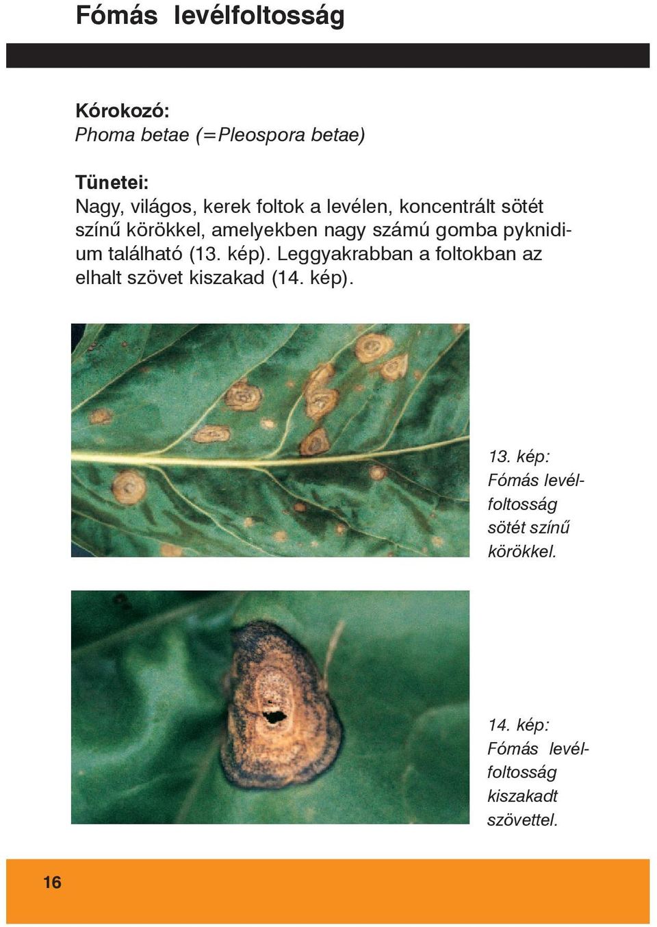 található (13. kép). Leggyakrabban a foltokban az elhalt szövet kiszakad (14. kép). 13.