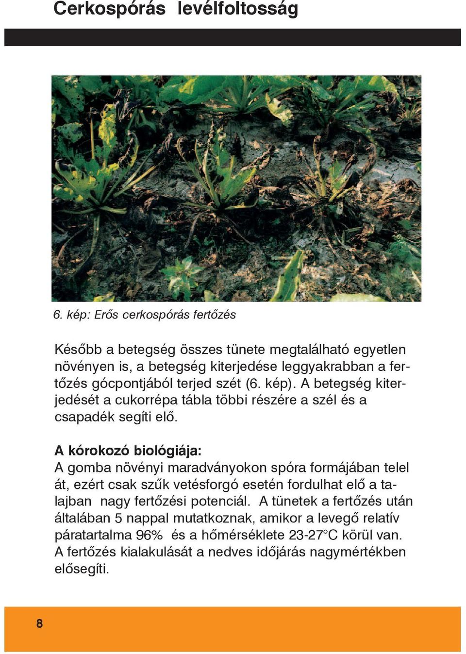 szét (6. kép). A betegség kiterjedését a cukorrépa tábla többi részére a szél és a csapadék segíti elõ.