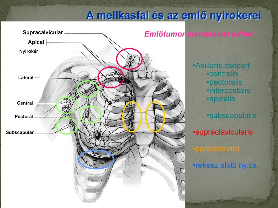 pectoralis intercostalis apicalis subscapularis