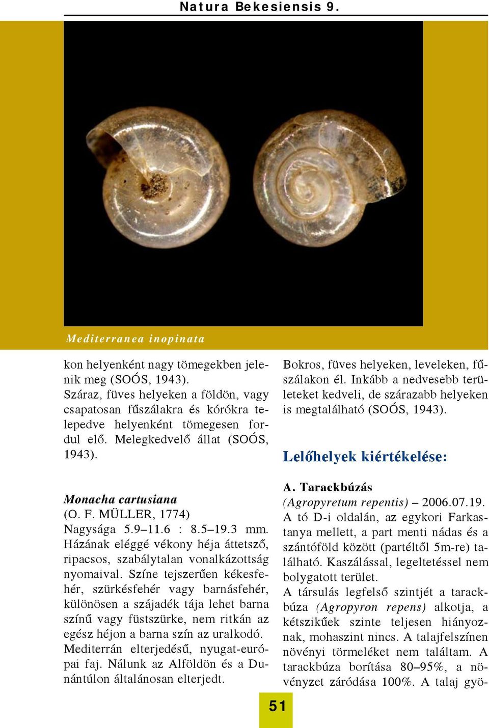 Lelőhelyek kiértékelése: Monacha cartusiana (O. F. MÜLLER, 1774) Nagysága 5.9 11.6 : 8.5 19.3 mm. Házának eléggé vékony héja áttetsző, ripacsos, szabálytalan vonalkázottság nyomaival.