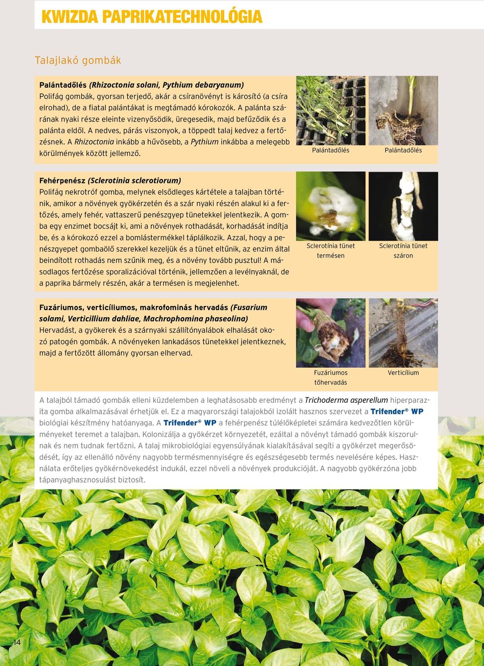 A Rhizoctonia inkább a hűvösebb, a Pythium inkábba a melegebb körülmények között jellemző.