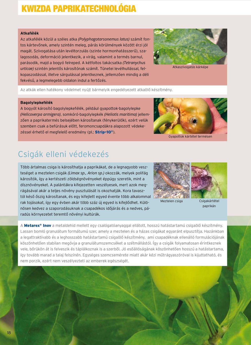 A kétfoltos takácsatka (Tetranychus urticae) szintén jelentős károsítónak számít.