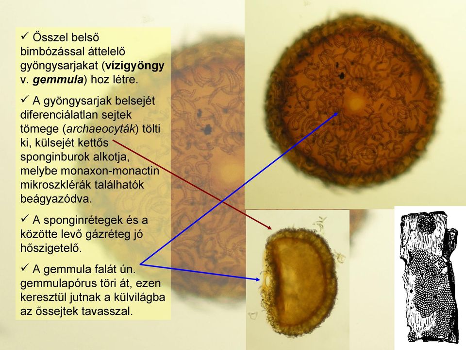 sponginburok alkotja, melybe monaxon-monactin mikroszklérák találhatók beágyazódva.