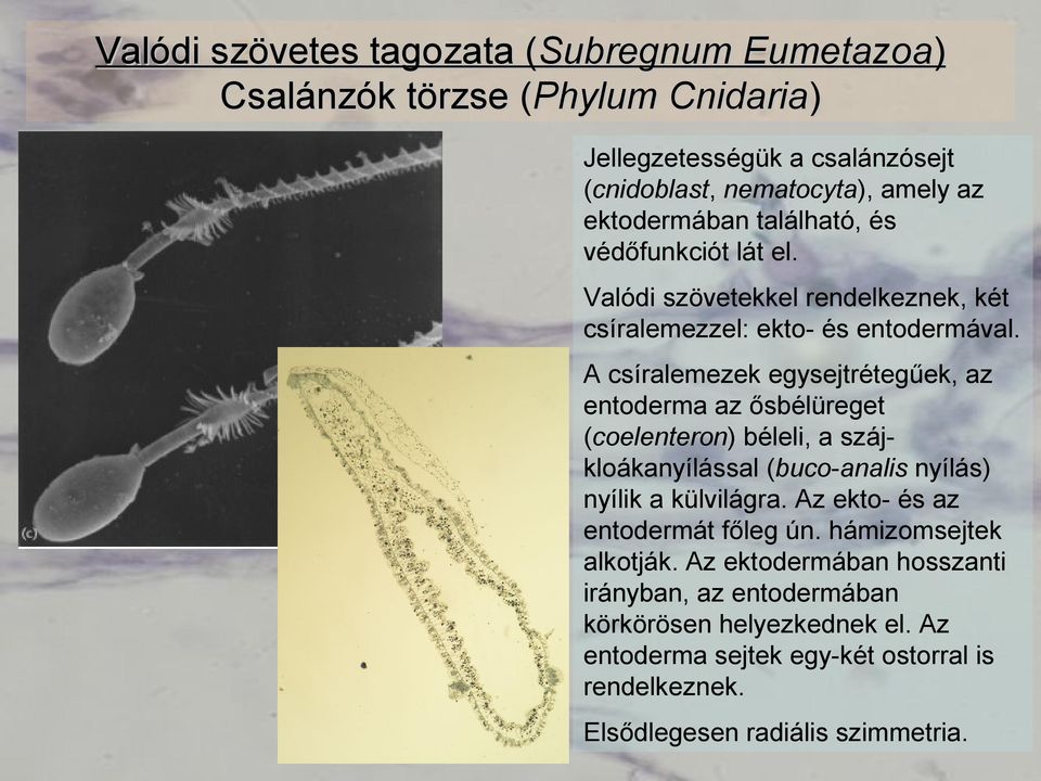 A csíralemezek egysejtrétegűek, az entoderma az ősbélüreget (coelenteron) béleli, a szájkloákanyílással (buco-analis nyílás) nyílik a külvilágra.